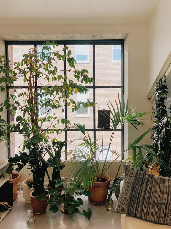 indoor green plants