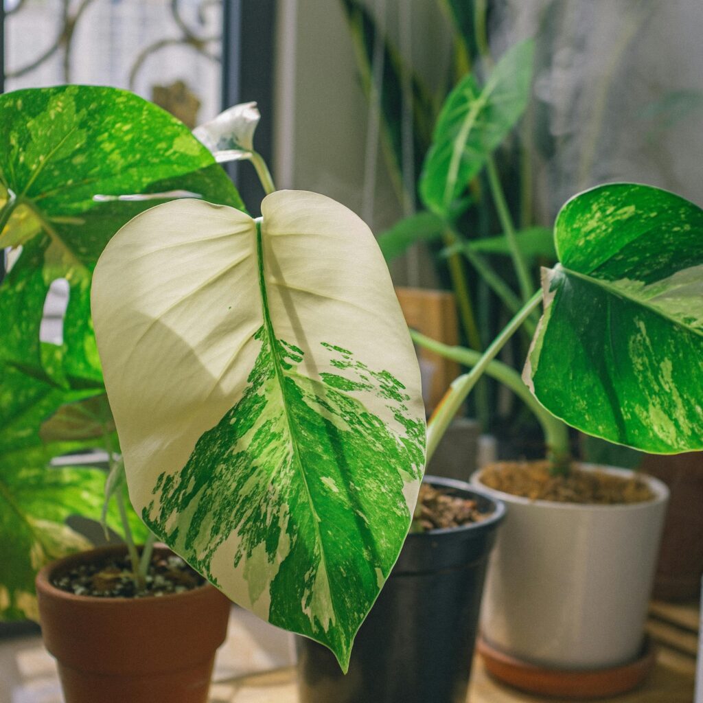 White Monstera Plant