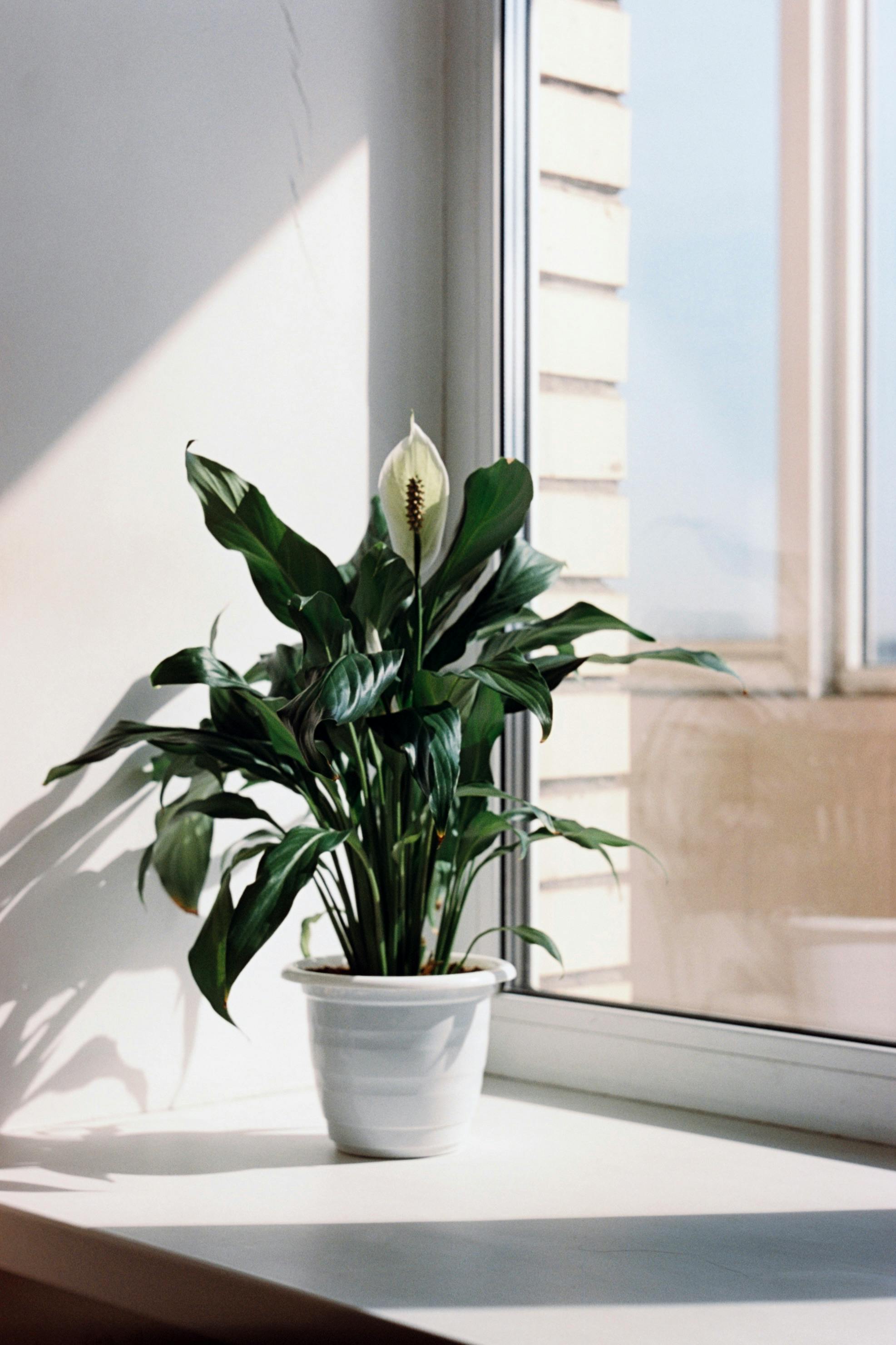 Peace Lily Plant