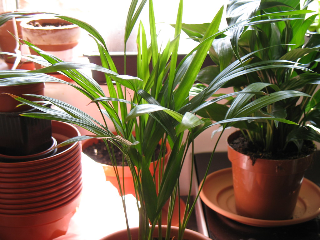 best indoor plants for air purification