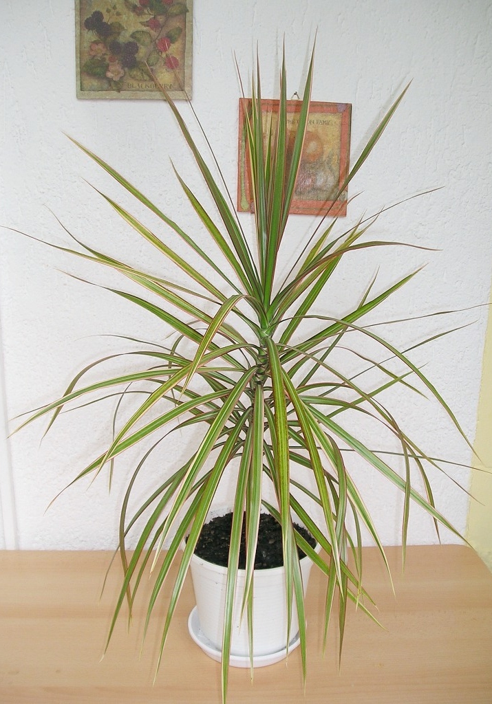 dracaena plant