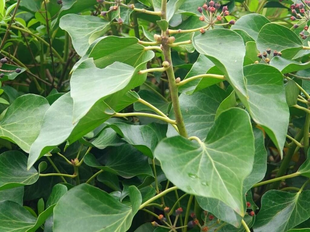 ivy plant