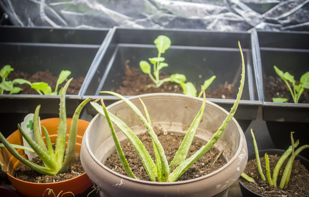 best indoor plants for air purification