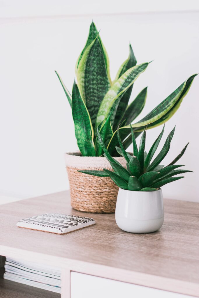 best indoor plants for air purification