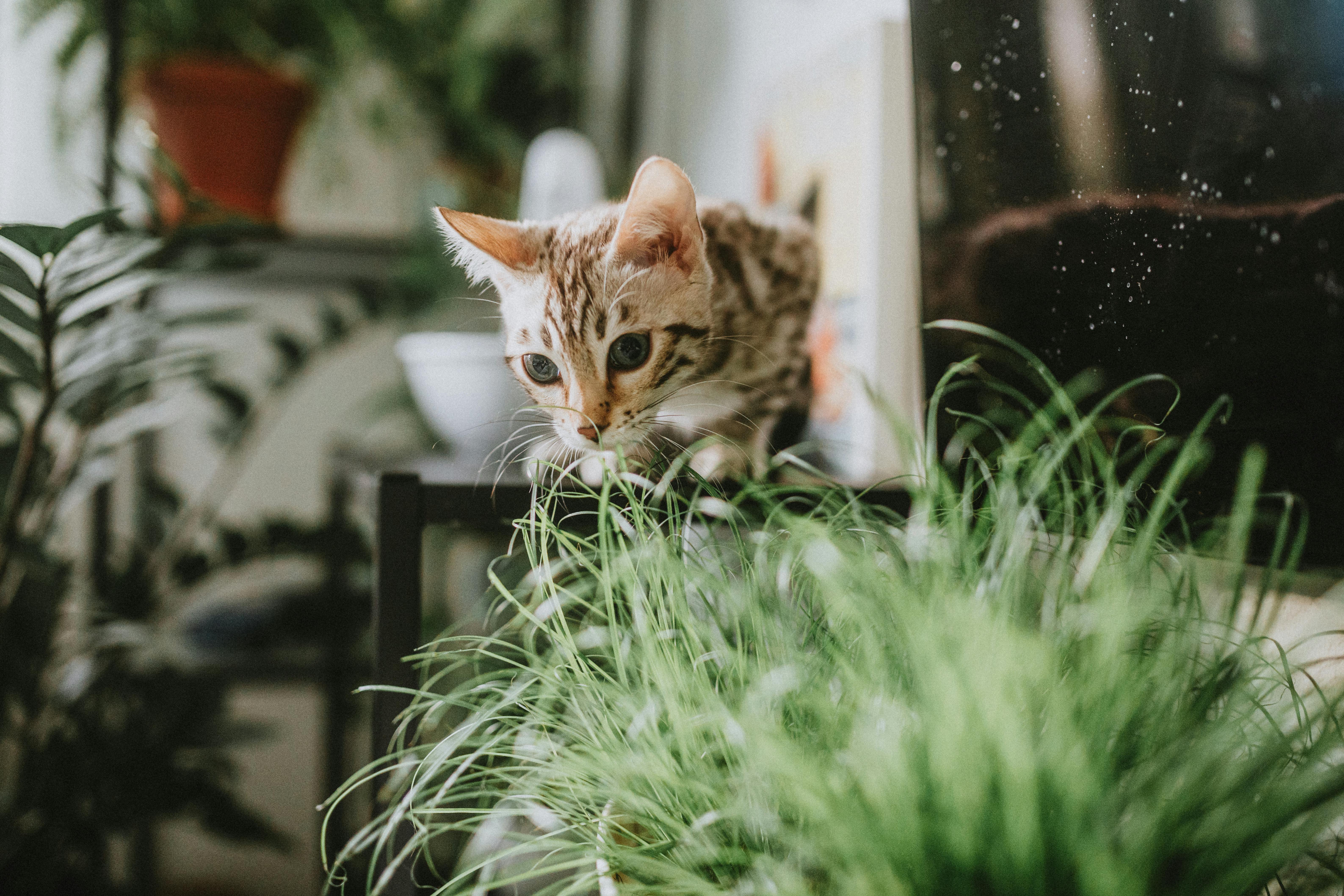 Cat Safe Indoor Plants Keeping Your Feline Friends Well