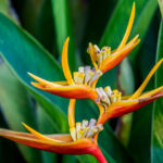 Bird of Paradise Plant Care Indoors
