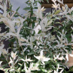 dappled willow shrub